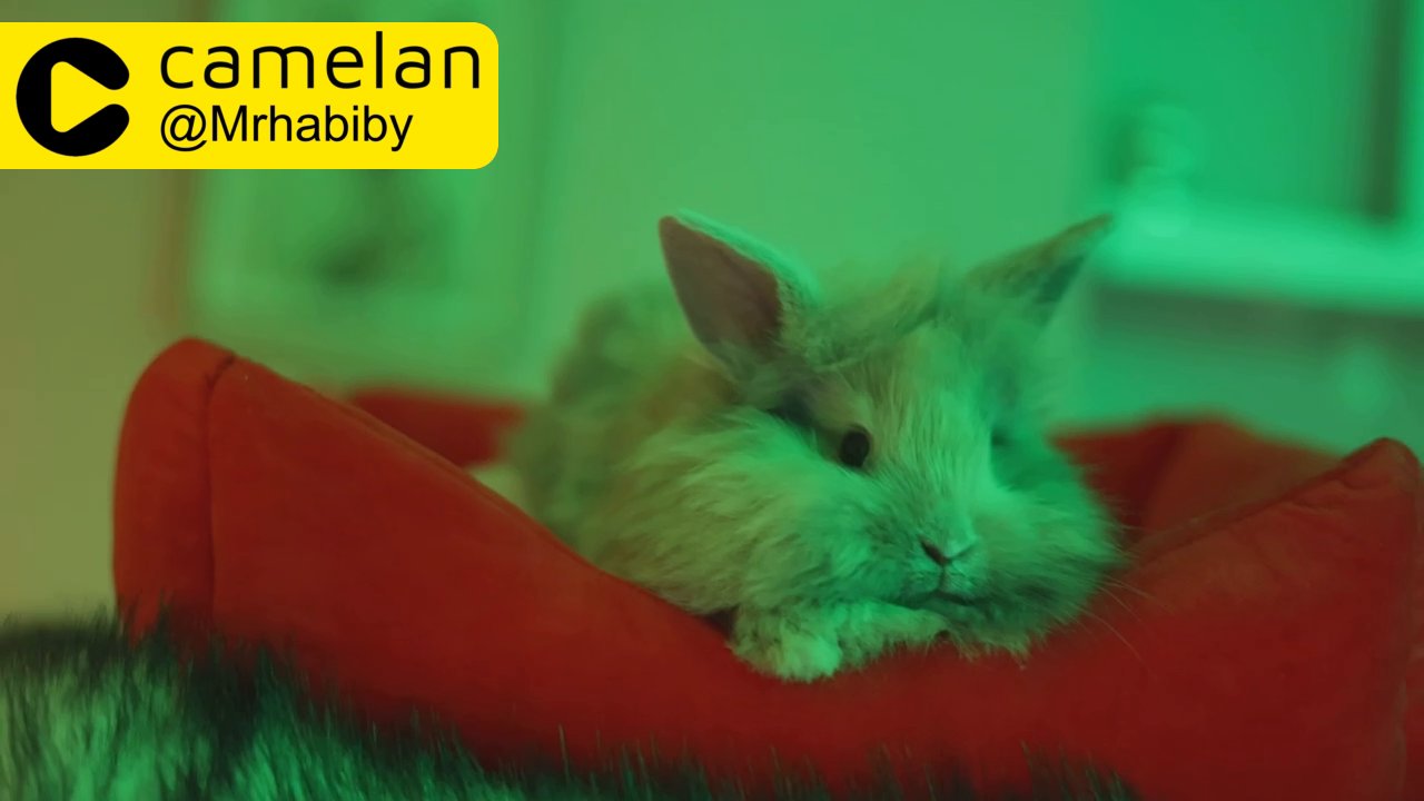 rabbit Lionhead