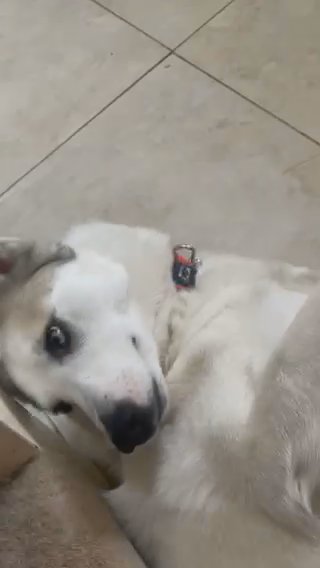 Husky cross free to a good home!
