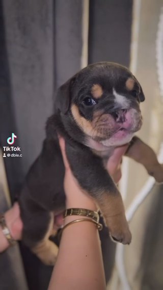 Blue Tri English Bulldog Male!