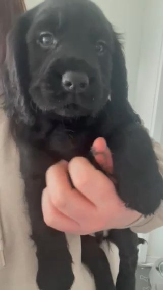 Cockalier Puppies