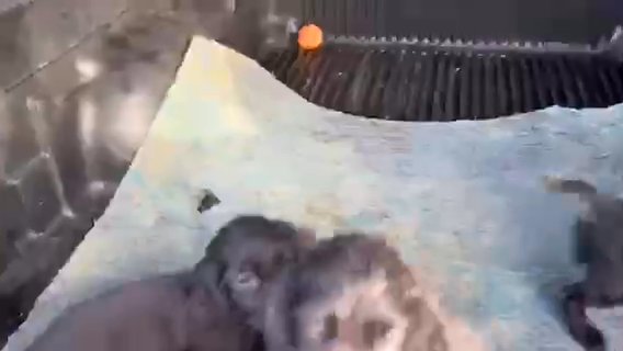 beautiful girlies, cocker spaniels