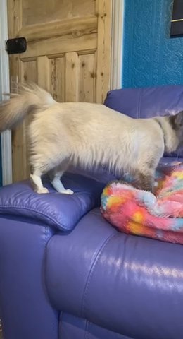 ?stud duties blue mitted male ragdoll ?