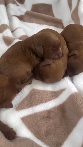 F1 Ruby Health Tested Cavapoos