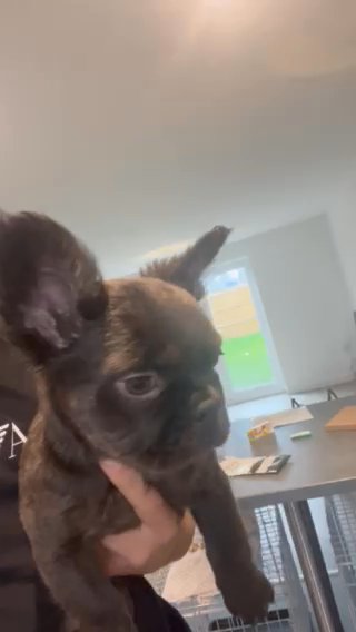 Choclate Female Visual Fluffy