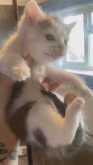 kittens for sale