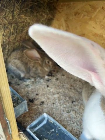 Rabbit