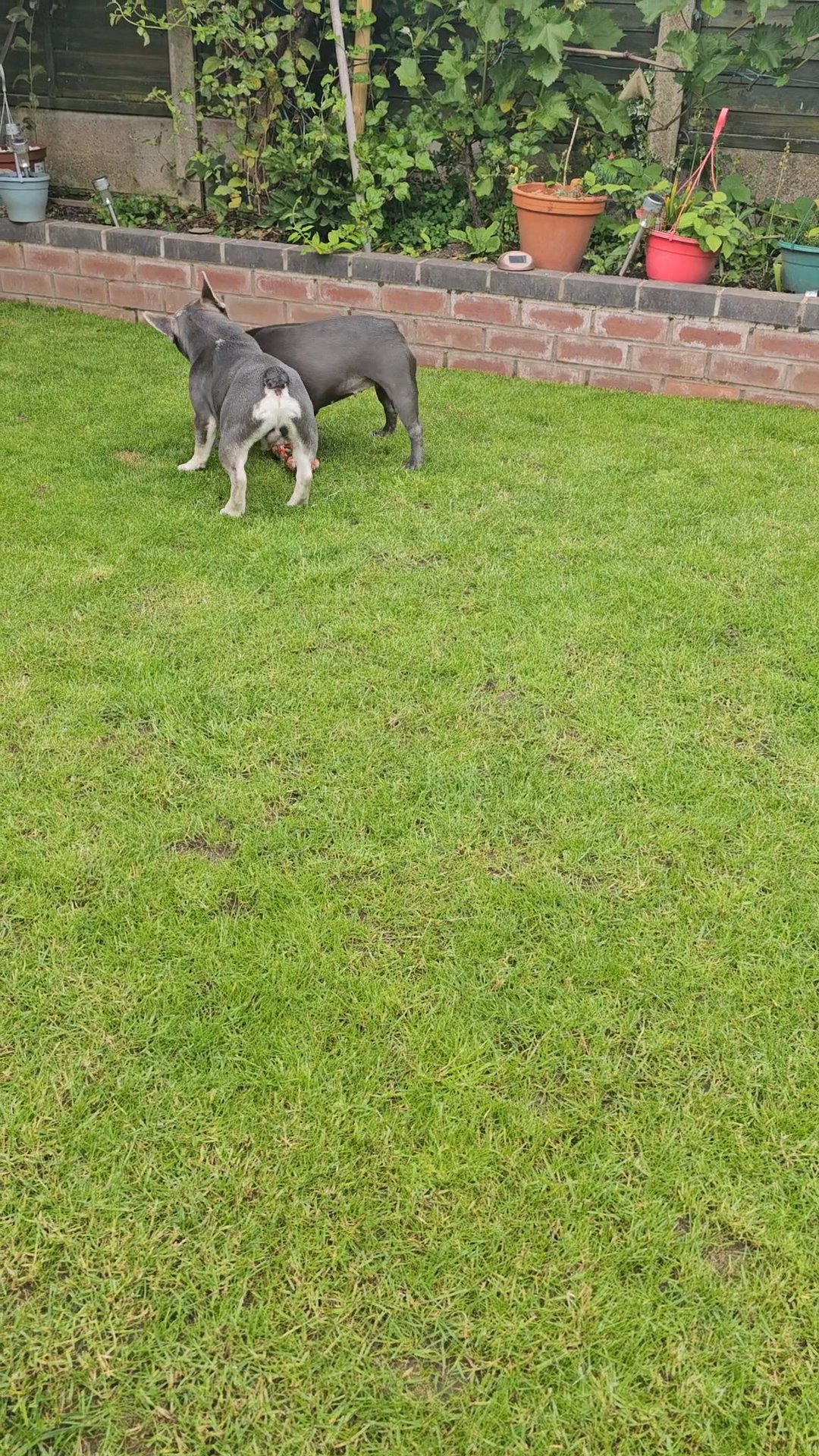 Bruno the boy ,Frenchies