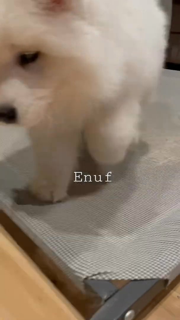 Cute Dog Is Looking For Home