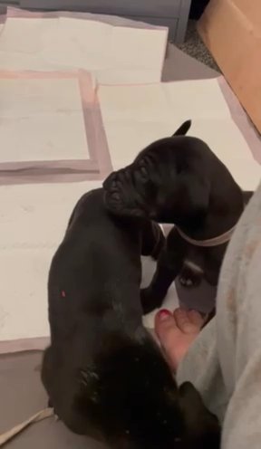 GREAT DANE PUPPIES READY TO GO