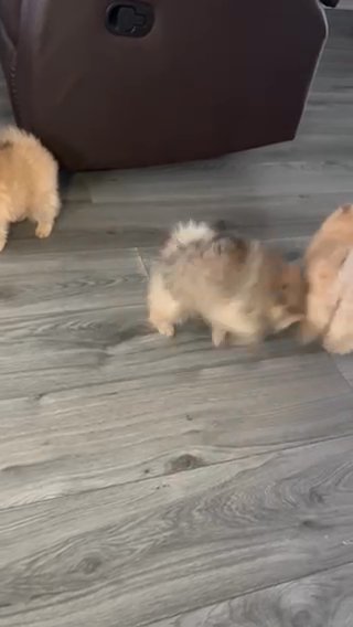 Pomeranian Puppies