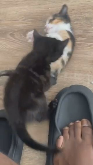 kittens