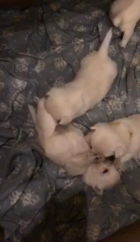 Beautiful Kc Registered West Highland Terriers