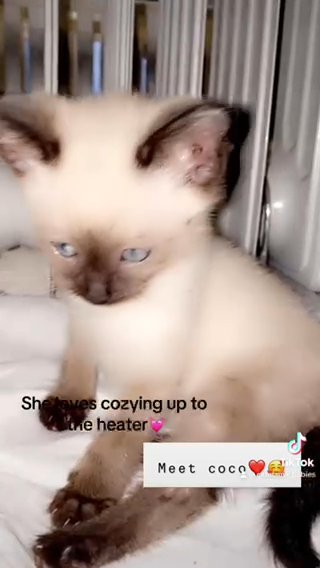 Grey faced Siamese