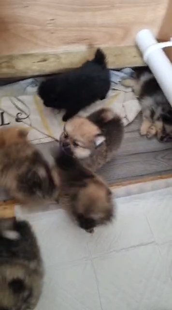 pomeranian puppies