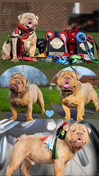 Tony Montana L1 Fluffy Carrier EnglishBulldog