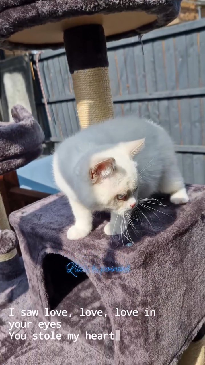 British Shorthair kittens