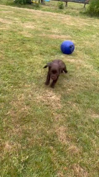 Beautiful Cocker Spaniels