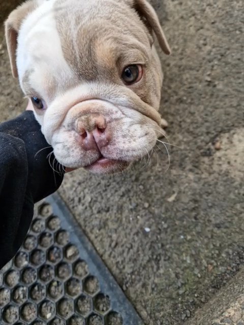 British bulldog