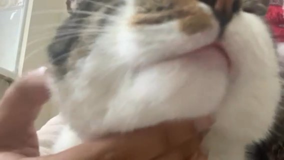 1 Year Old cat for sale/ adoption