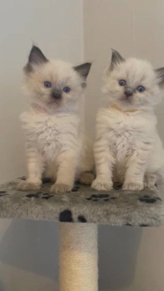 Ragdoll Kittens