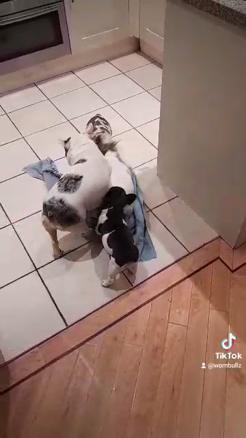 French Bulldogs