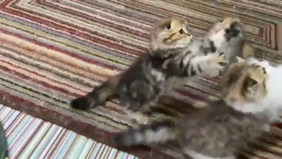 LAST ONE Full Pedigree Scottish Fold Kittens