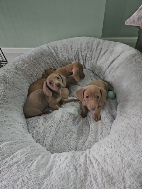 Miniature Dashund