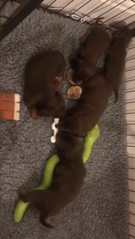 Kc Registered Miniature Dachshunds