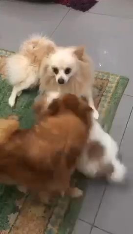 Pomeranian puppy