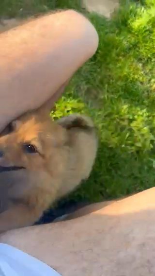 Pomeranian Puppies
