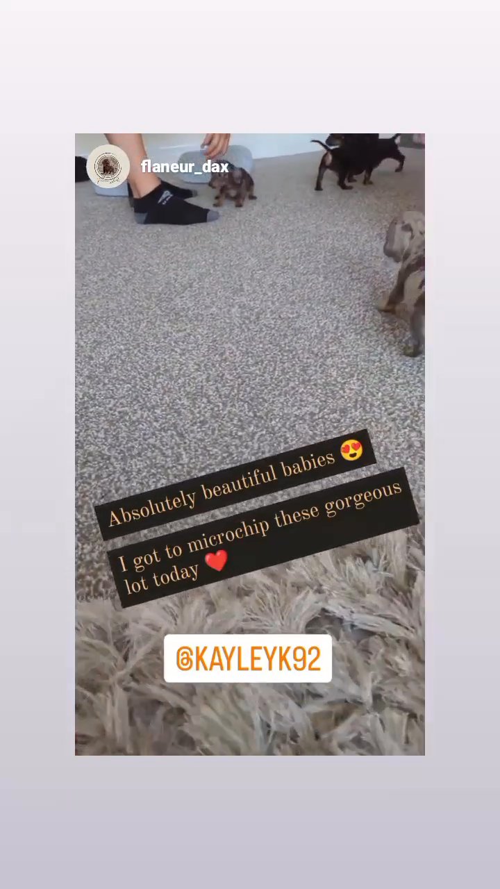 K.C registered Miniature dachshund