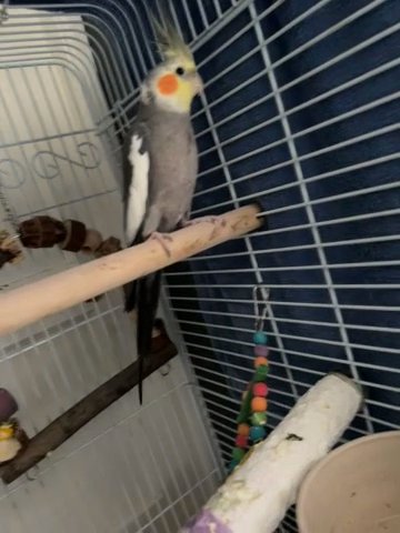 Cockatiel