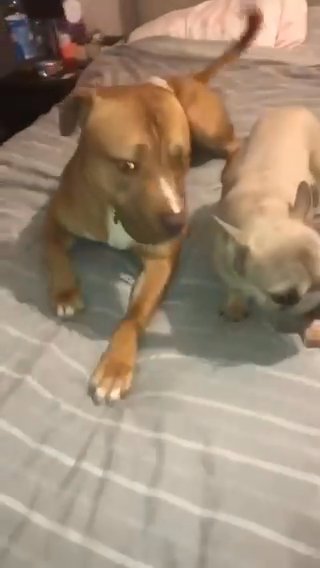 Rocco