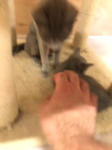 Russian blue kittens (pure breed & TICA registered)