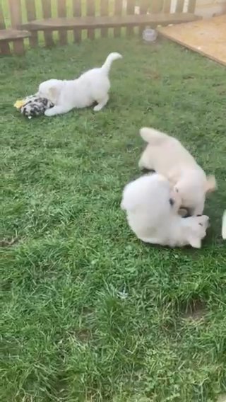 Beautiful Golden Retriever Puppies