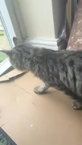 3 Month Old Kittens