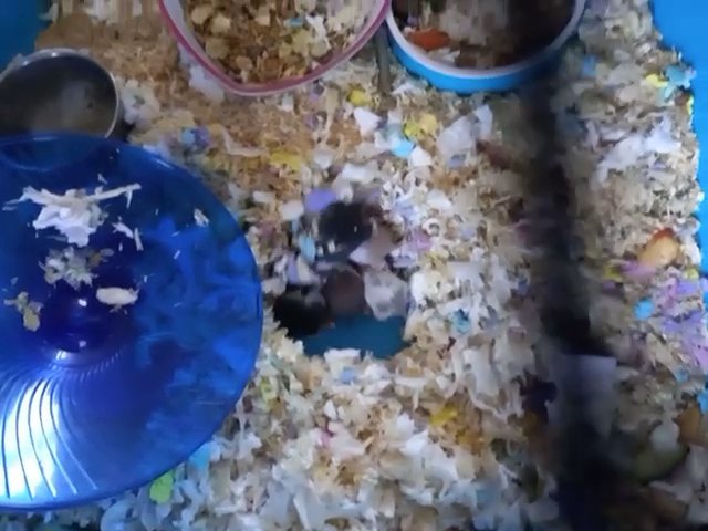 sirian hamsters