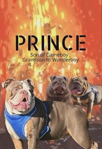 Prince  ? Aka The Sinner ! Stud Duties -Wonderboy Line