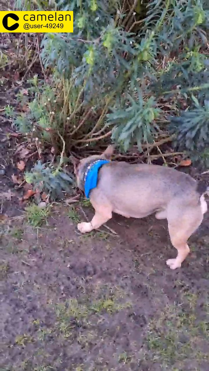 missing frenchie