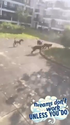 Puppies At play