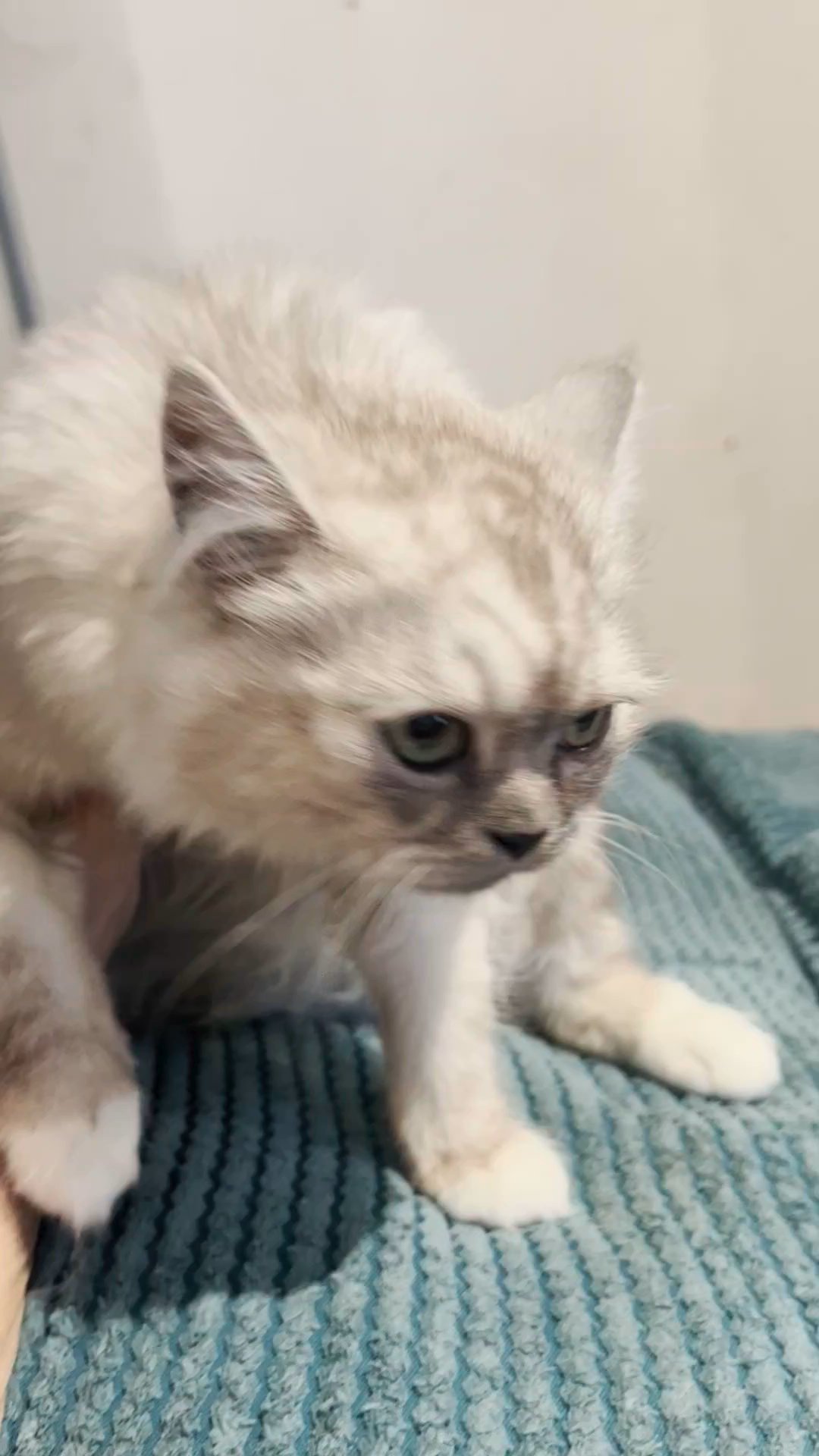 pedigree dullface persian chinchilla