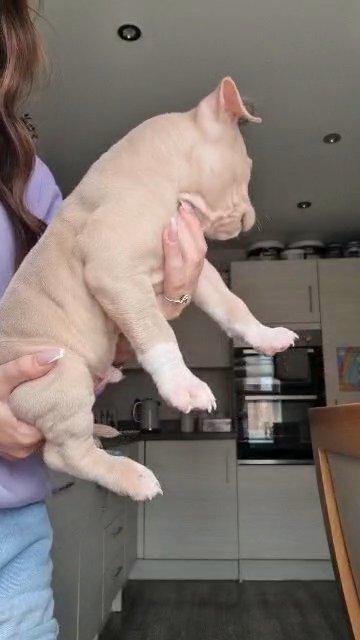 ABKC MALE POCKET BULLY