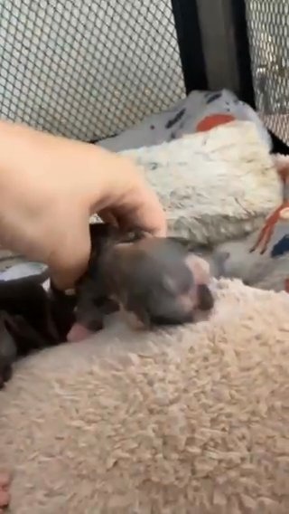 Sell sphynx Kittens