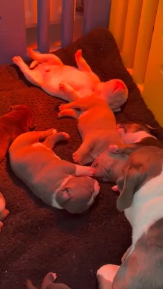 Pocket Bullys