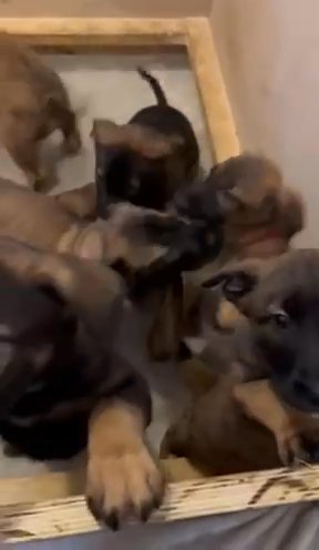 Belgian Malinois X Dutch Herder Pups - Fully Health Tested Parents