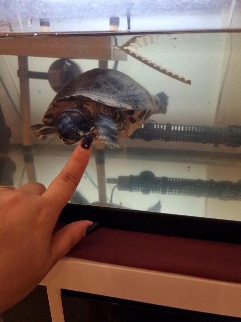 map turtle