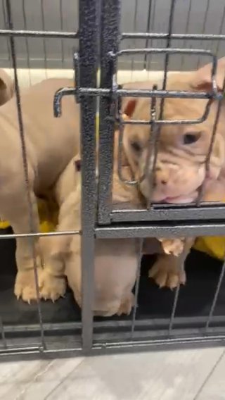 Pocket Bully X Micro
