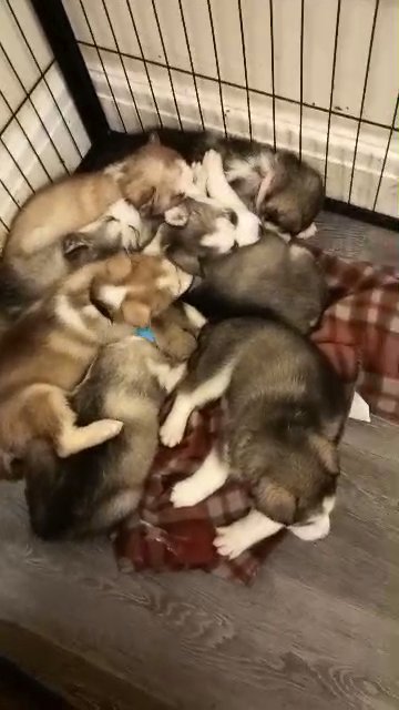 Siberian Huskys - ready on Valentine's Day