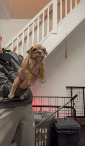 Kc English Bulldog Puppies