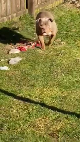 Odin
